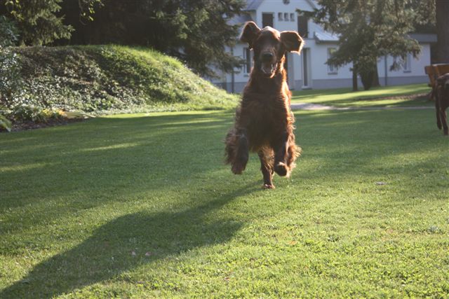 Irish Setter