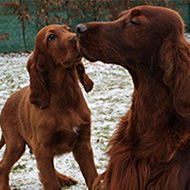 Unsere Hunde